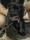 pug2.jpg (6173 bytes)